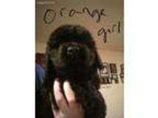 Newfoundland Puppy for sale in Pine River, MN, USA