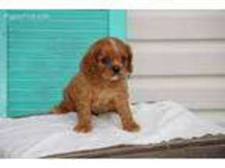Cavalier King Charles Spaniel Puppy for sale in Holmesville, OH, USA
