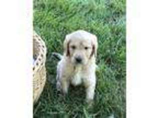 Labradoodle Puppy for sale in Wilkesboro, NC, USA
