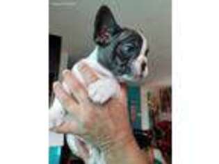 French Bulldog Puppy for sale in Oxon Hill, MD, USA