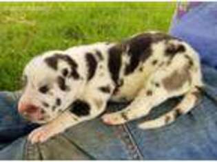 Great Dane Puppy for sale in Lake Orion, MI, USA