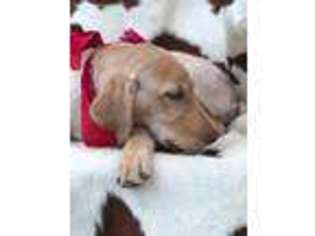 Labrador Retriever Puppy for sale in Henrietta, TX, USA
