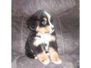 Bernese Mountain Dog Puppy for sale in Crofton, KY, USA