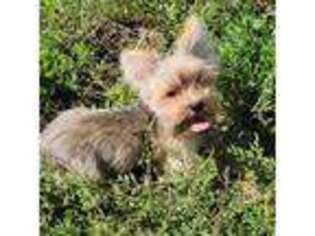 Yorkshire Terrier Puppy for sale in Coon Rapids, IA, USA