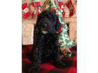 Goldendoodle Puppy for sale in Rockwall, TX, USA