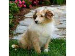 Shetland Sheepdog Puppy for sale in Millersburg, IN, USA