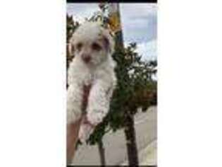 Mutt Puppy for sale in Antioch, CA, USA
