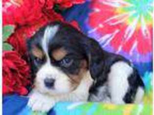 Cavalier King Charles Spaniel Puppy for sale in New Haven, IN, USA
