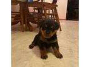 Rottweiler Puppy for sale in Rock Hill, SC, USA