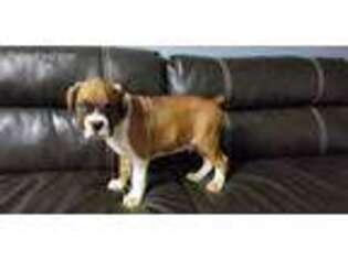 Boxer Puppy for sale in Franklin, VA, USA
