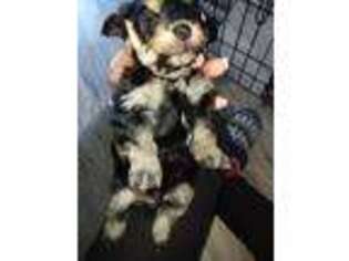 Mutt Puppy for sale in Rives Junction, MI, USA