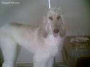Afghan Hound Puppy for sale in El Paso, TX, USA