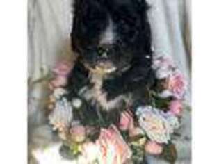 Mutt Puppy for sale in Columbia, NC, USA