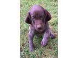 German Shorthaired Pointer Puppy for sale in Koshkonong, MO, USA