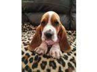 Basset Hound Puppy for sale in Siloam Springs, AR, USA