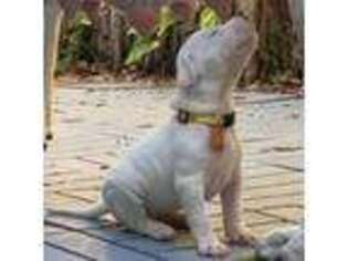 Dogo Argentino Puppy for sale in Naples, FL, USA