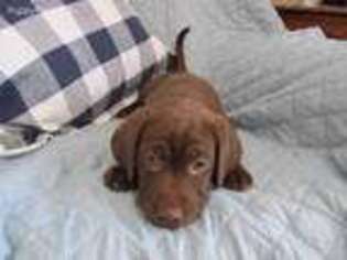 Labrador Retriever Puppy for sale in Rochester, NY, USA