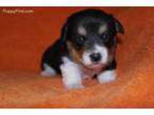 Pembroke Welsh Corgi Puppy for sale in Attalla, AL, USA