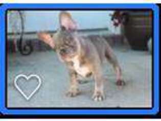 French Bulldog Puppy for sale in Lewisville, ID, USA