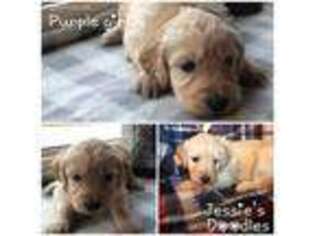 Goldendoodle Puppy for sale in Alexandria, IN, USA