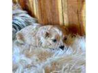 Mutt Puppy for sale in Mammoth Spring, AR, USA