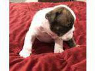 Bulldog Puppy for sale in Louisville, KY, USA