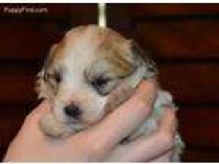 Havanese Puppy for sale in Benton Harbor, MI, USA