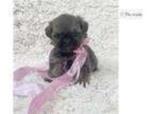 Mutt Puppy for sale in Greenville, SC, USA