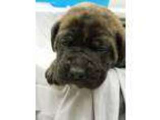Mastiff Puppy for sale in Adair, IA, USA
