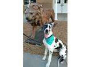 Great Dane Puppy for sale in Oakley, KS, USA