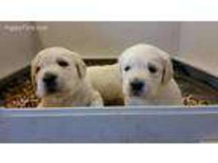 Mutt Puppy for sale in Upperco, MD, USA