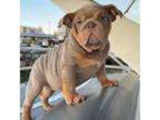 Bulldog Puppy for sale in Unknown, , USA