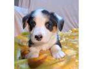 Cardigan Welsh Corgi Puppy for sale in Fort Worth, TX, USA