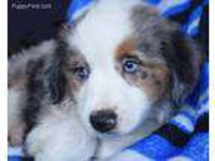 Australian Shepherd Puppy for sale in Denver, PA, USA