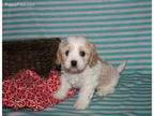 Cavachon Puppy for sale in Orrville, OH, USA