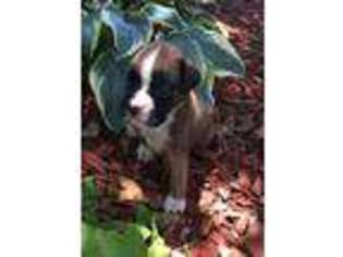 Boxer Puppy for sale in Marlow, OK, USA