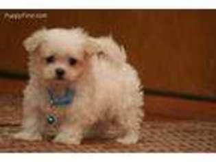 Maltese Puppy for sale in Jefferson, SD, USA