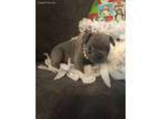 French Bulldog Puppy for sale in Fernandina Beach, FL, USA