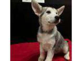 Alaskan Malamute Puppy for sale in Easton, MD, USA