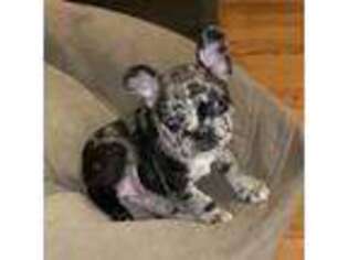French Bulldog Puppy for sale in Alburtis, PA, USA