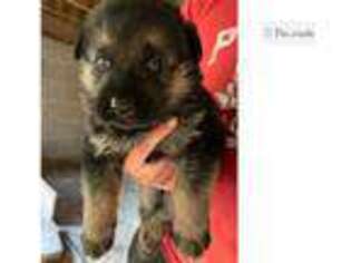 German Shepherd Dog Puppy for sale in Fort Smith, AR, USA