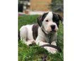 American Bulldog Puppy for sale in Colchester, CT, USA