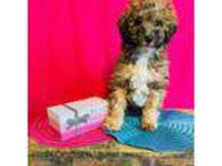 Mutt Puppy for sale in Seneca, WI, USA