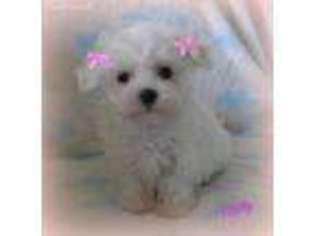 Maltese Puppy for sale in Chagrin Falls, OH, USA