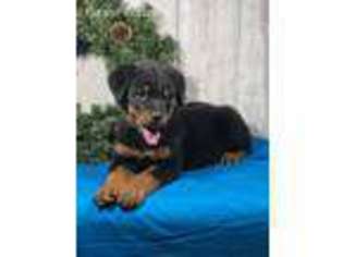 Rottweiler Puppy for sale in Topeka, IN, USA