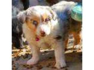 Miniature Australian Shepherd Puppy for sale in Lancaster, CA, USA