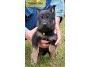 German Shepherd Dog Puppy for sale in Saraland, AL, USA