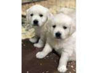 Golden Retriever Puppy for sale in Hollister, CA, USA