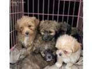 Shih-Poo Puppy for sale in Suitland, MD, USA