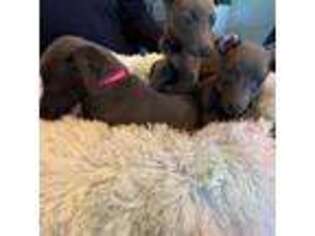 Whippet Puppy for sale in Harlingen, TX, USA
